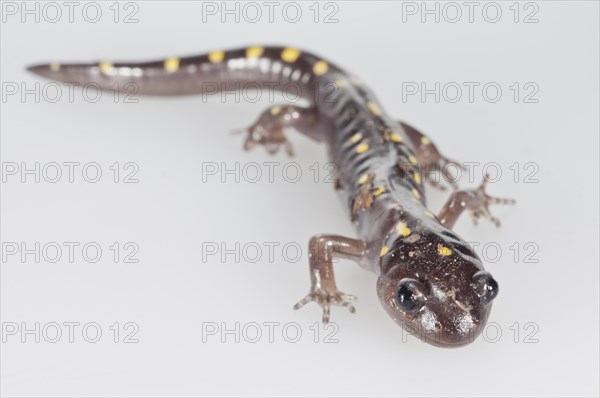 Spotted salamander