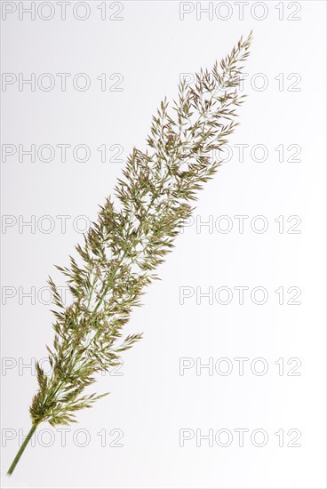 (Calamagrostis) brachytricha