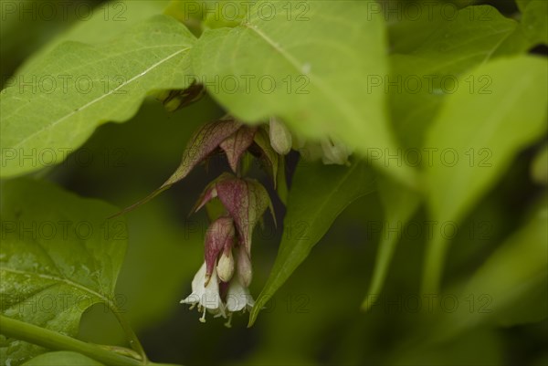 Leycesteria formosa