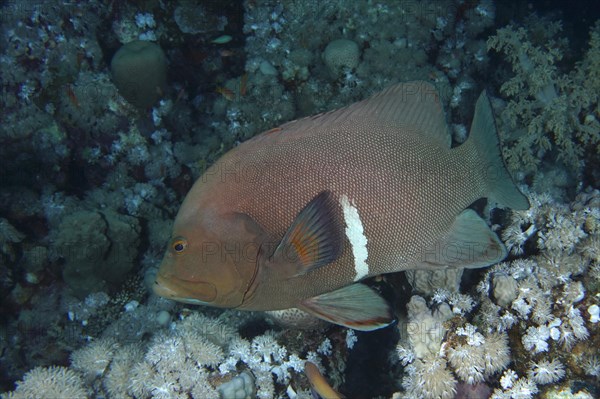 Redmouth grouper