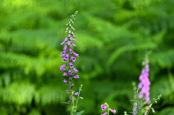 Red digitalis minor