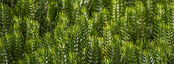 Green plants