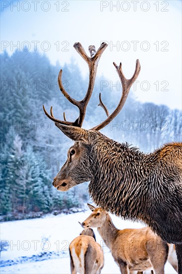 Deer in winter with snow