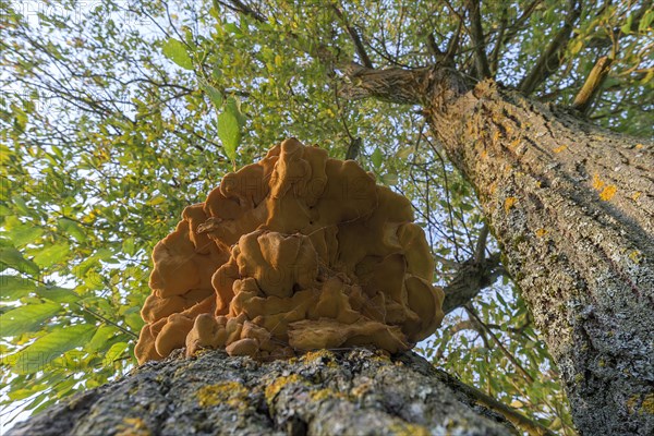 Sulphur polypore