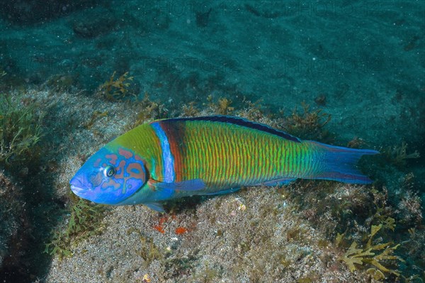 Ornate wrasse