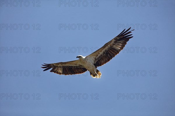 White-bellied Sea Eagle