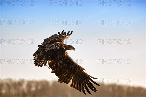 Bald eagle