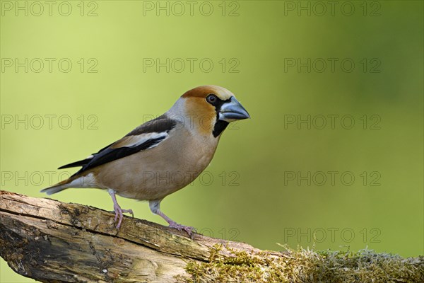 Hawfinch