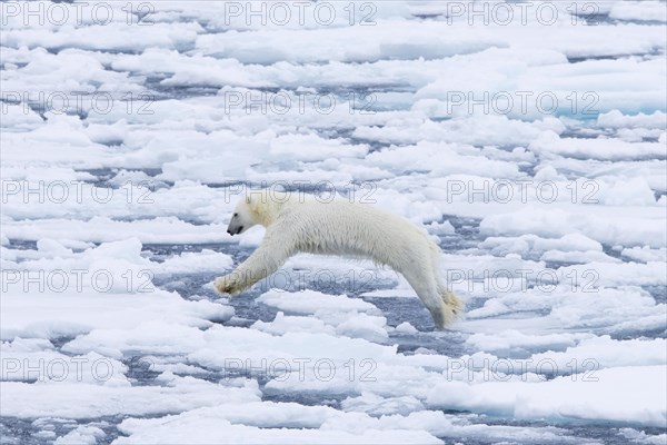 Lone polar bear