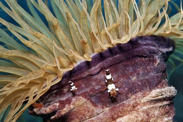 Squat shrimp