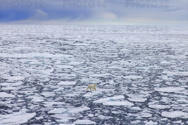 Lone polar bear