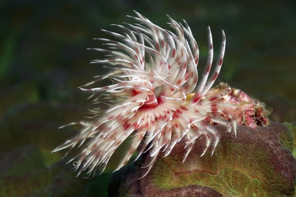 Magnificent tubeworm