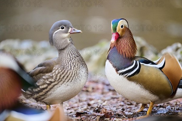 Mandarin duck