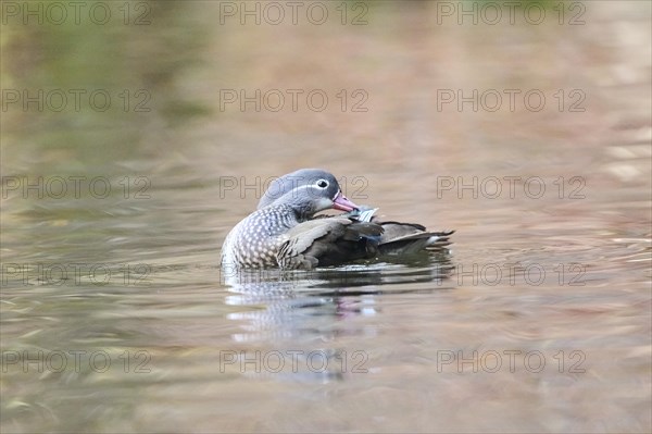 Mandarin duck