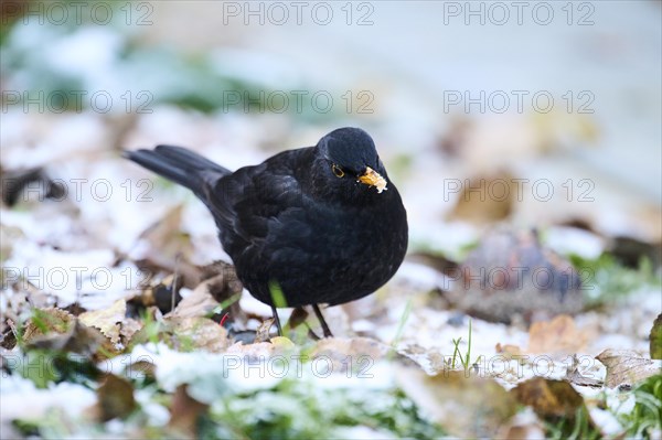 Common blackbird