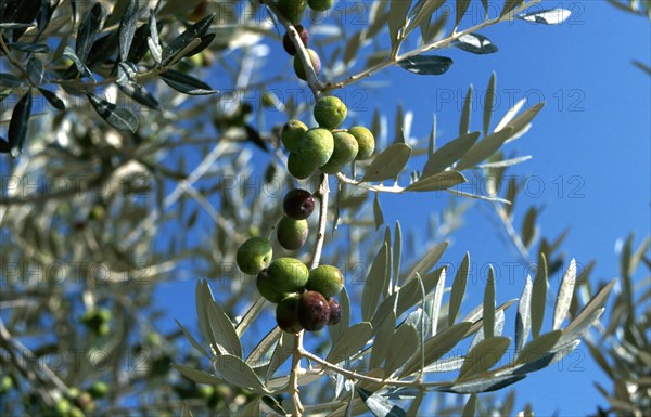 Olives on the branch