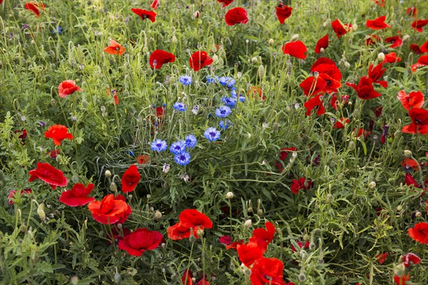 Red poppies and cornflowers