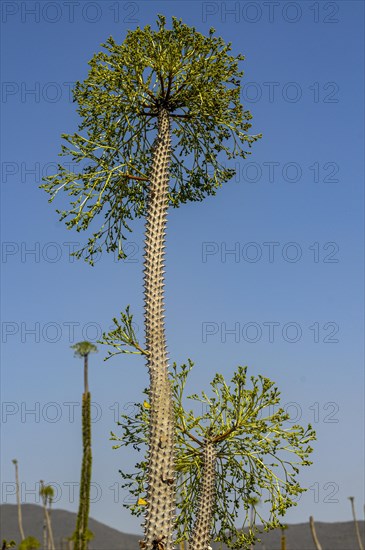 Madagascar spiny forests