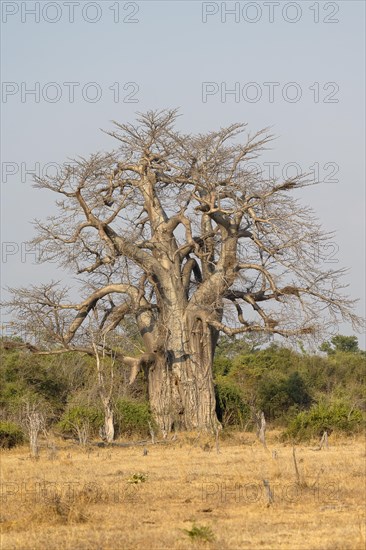 Baobab tree