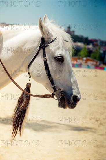 Portrait of a horse head with long mane and partial harness