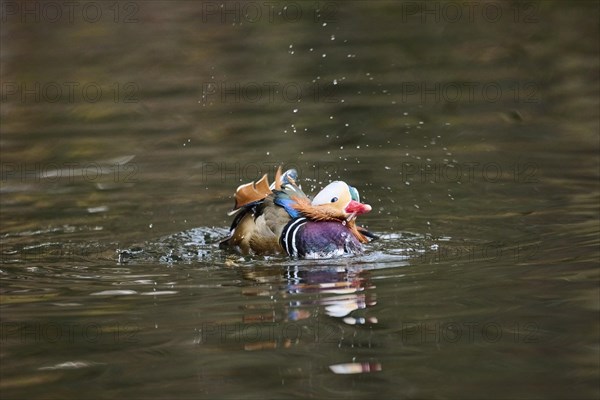 Mandarin duck