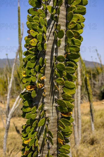 Madagascar spiny forests