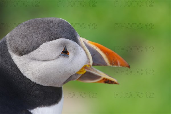 Head of a puffin with open beak