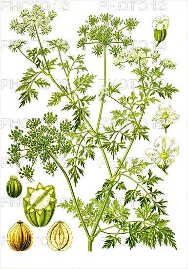 Medicinal plant