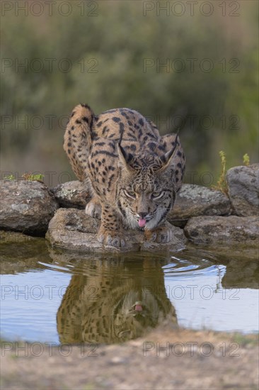 Pardelluchs