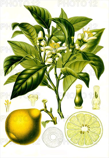 Medicinal plant