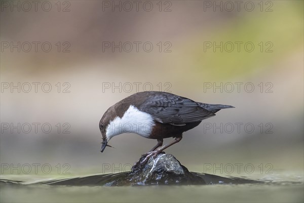 White-breasted dipper