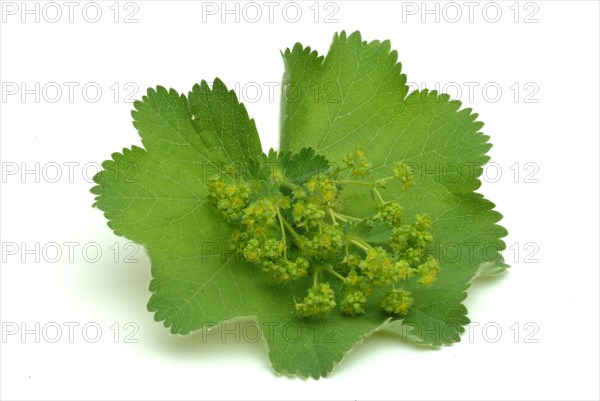 Medicinal plant lady's mantle