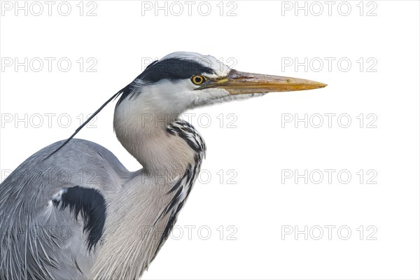 Grey heron