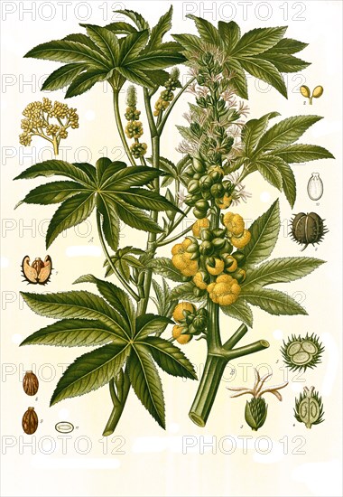 Medicinal plant