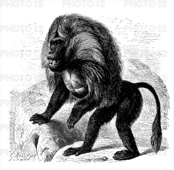 Djelada or gelada baboon