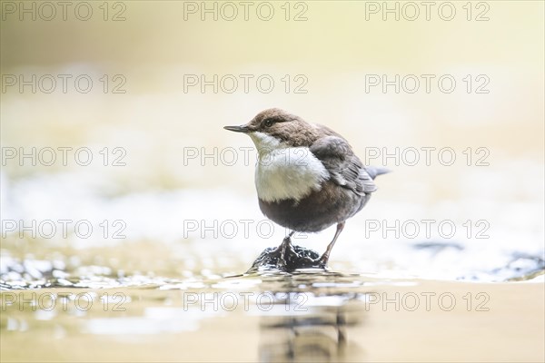 White-breasted dipper