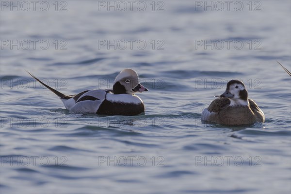 Long-tailed duck