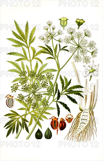 Medicinal plant