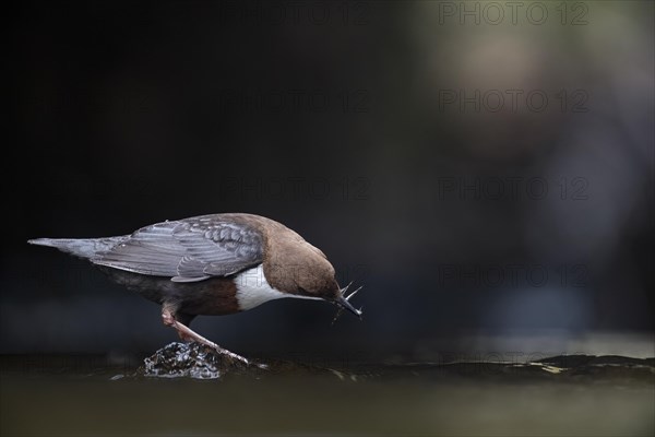 White-breasted dipper