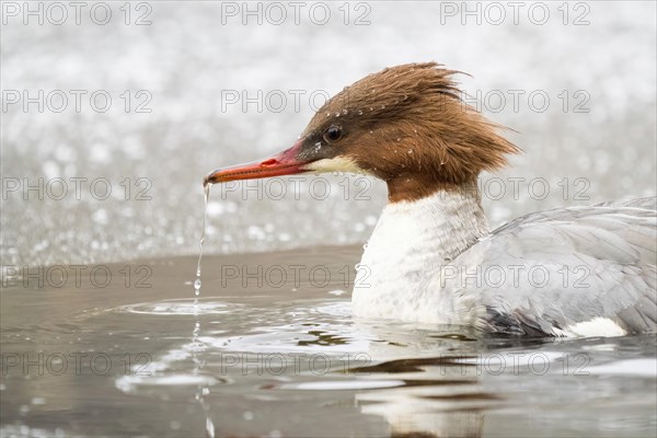 Common merganser