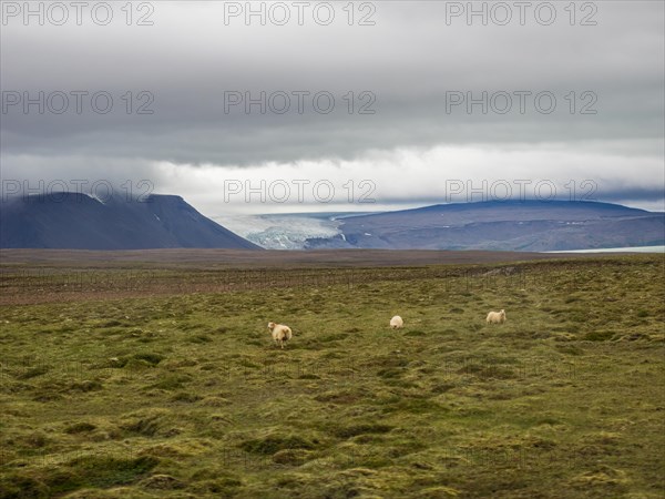 Glaciers and barren volcanic landscape