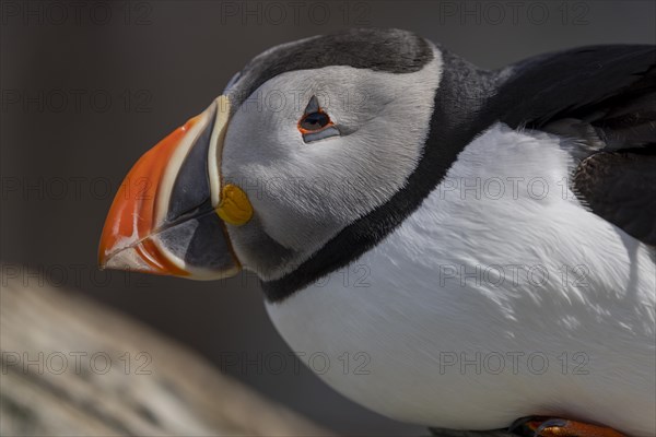 Puffin