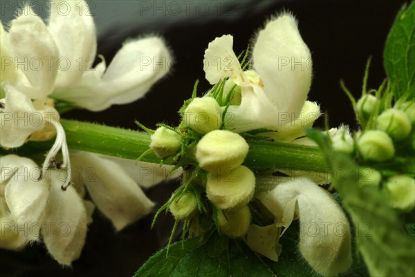 White deadnettle