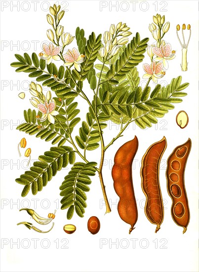 Medicinal plant