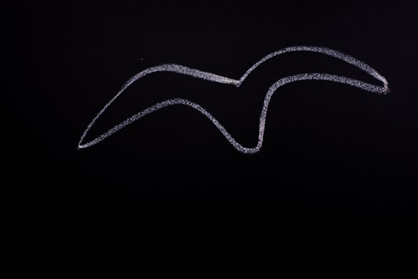 Chalk drawn bird on a blackboard in view