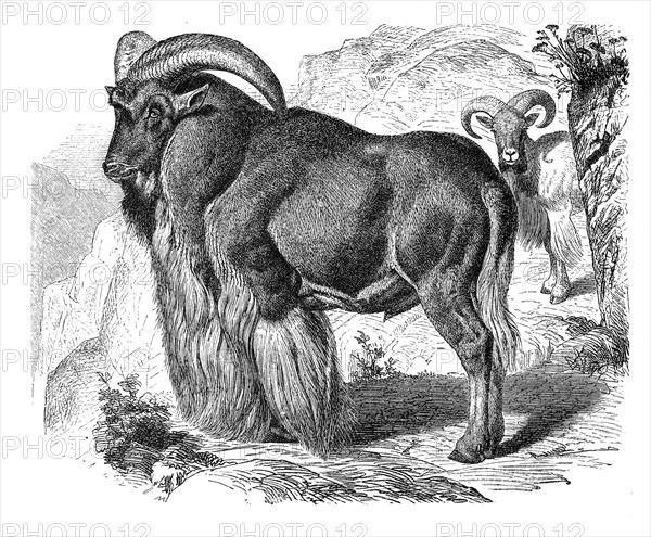 Barbary sheep