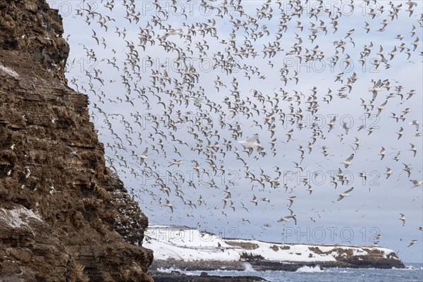 Kittiwakes