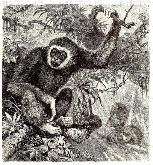 White-handed gibbon