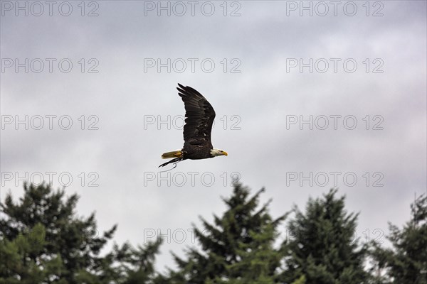 Bald eagle