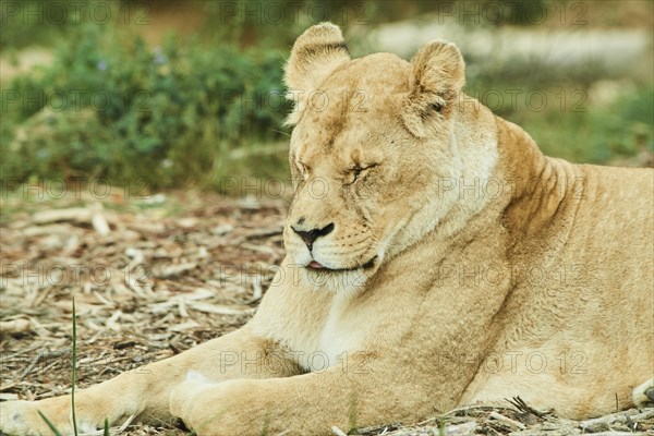 Female Lion